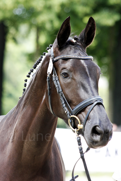 Sasuela © Lune Jancke